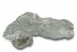 Wide, Unprepped Enrolled Isotelus Trilobite - Mt Orab, Ohio #248620-1